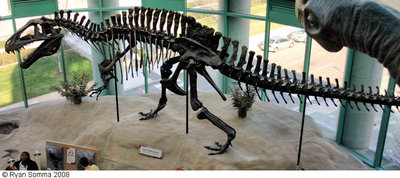 Acrocanthosaurus01.jpg