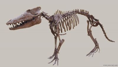Pakicetus - szkielet.