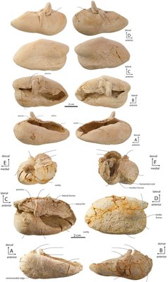 condyle3.JPG