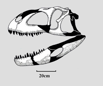 Indosuchus skull s.JPG