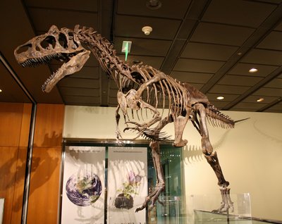 „Wielki Al Dwa” (http://commons.wikimedia.org/wiki/File:WLA_hmns_Allosaurus.jpg)