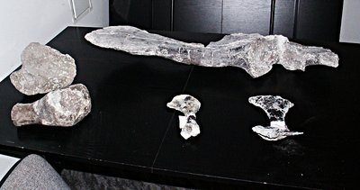 Wystawa skamieniałości z Lisowic i Krasiejowa (łopatka i niekompletna k. piszczelowa dicynodonta, k. ramieniowa i łopatka aetozaura).