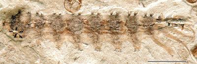 image_2020_3-Qiyia-jurassica.jpg