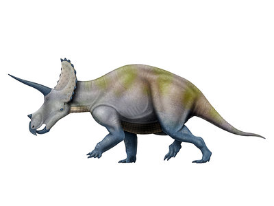 Triceratops.jpg