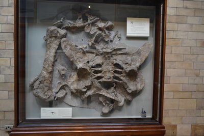 Dacentrurus skeleton.jpg