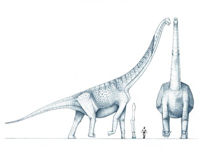 Porównanie argirozaura z człowiekiem (pośrodku kości nogi należące do holotypu)<br /><br />http://2.bp.blogspot.com/_QC0xe56GvUo/Sv3AMqdgRuI/AAAAAAAADaA/r00FuWf-RCc/s400/Argyrosaurus+0.7+BLUE+fingersBIG.JPG