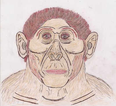 A. afarensis.jpg