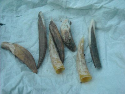 pazury.jpg (197.39 KiB) Przejrzano 4234 razy pazury.jpg