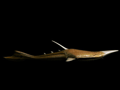 pteraspis_model_3d.jpg