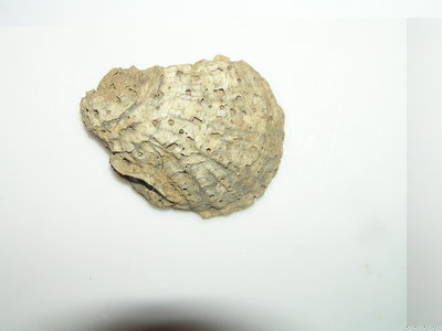 PB032457.JPG (482.53 KiB) Przejrzano 7043 razy PB032457.JPG