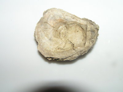 PB032456.JPG (563.73 KiB) Przejrzano 7077 razy PB032456.JPG