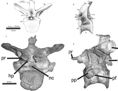 dorsal verb..JPG