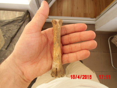 IMG_2445.JPG