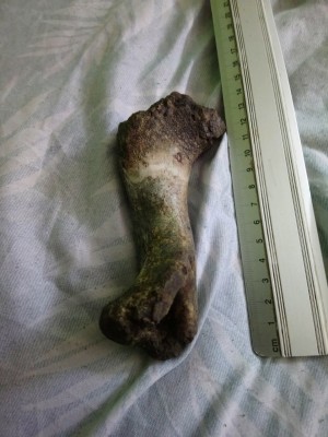 DSC_1111_Easy-Resize.com (1).jpg (239.51 KiB) Przejrzano 15476 razy DSC_1111_Easy-Resize.com (1).jpg