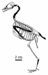 ptaszek1.gif