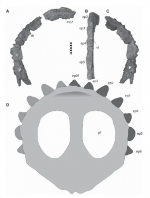 holotype.png