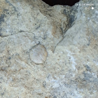 IMG_20220509_182239.jpg (2.2 MiB) Przejrzano 2964 razy IMG_20220509_182239.jpg