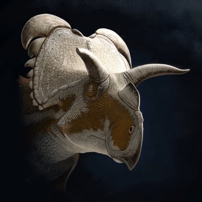 Medusaceratops.jpg