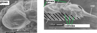 Second cambrian Lagerstätte with multiple lines of evidence suggesting genetic manipulations on stem anthropods by aliens.jpg