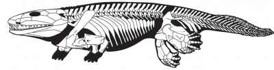 spondyl8.jpg