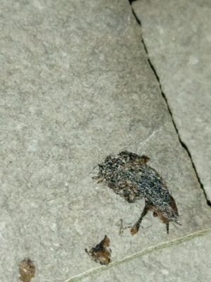 IMG_20230524_140735_1.jpg (2.01 MiB) Przejrzano 3038 razy Wygląda jak jakiś owad