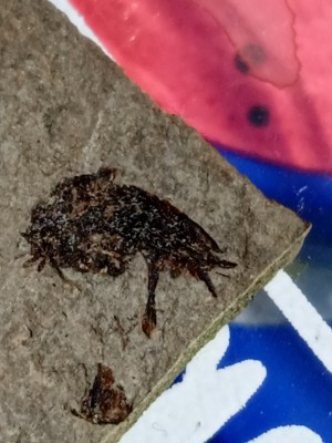 IMG_20230524_141749_1.jpg (1.84 MiB) Przejrzano 3035 razy IMG_20230524_141749_1.jpg