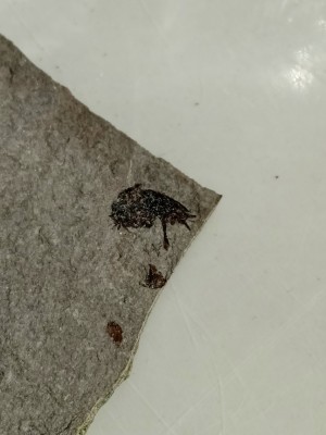 IMG_20230524_141827.jpg (1.97 MiB) Przejrzano 3035 razy IMG_20230524_141827.jpg