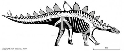 Stegosaurus.jpg