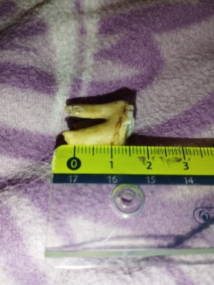 IMG_20231023_173643.jpg (4.72 MiB) Przejrzano 3473 razy IMG_20231023_173643.jpg