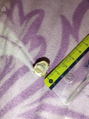 IMG_20231023_173619_Easy-Resize.com.jpg (89.17 KiB) Przejrzano 3470 razy IMG_20231023_173619_Easy-Resize.com.jpg