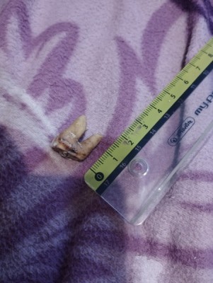 IMG_20231023_173557_Easy-Resize.com.jpg (87.21 KiB) Przejrzano 3470 razy IMG_20231023_173557_Easy-Resize.com.jpg