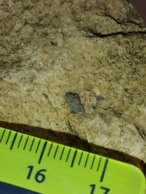 IMG_20231113_161950.jpg (3.31 MiB) Przejrzano 2873 razy IMG_20231113_161950.jpg