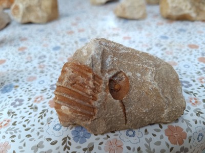 IMG_20240812_184319.jpg (2.94 MiB) Przejrzano 3885 razy IMG_20240812_184319.jpg