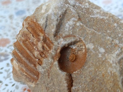 IMG_20240812_184336.jpg (2.28 MiB) Przejrzano 3803 razy IMG_20240812_184336.jpg