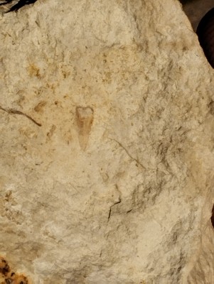 IMG_20240814_165552.jpg (2.57 MiB) Przejrzano 4405 razy IMG_20240814_165552.jpg