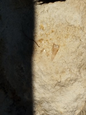 IMG_20240814_165536.jpg (2.16 MiB) Przejrzano 4406 razy IMG_20240814_165536.jpg