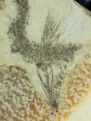 IMG_20241019_202649.jpg (3.12 MiB) Przejrzano 2586 razy IMG_20241019_202649.jpg