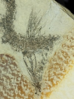 IMG_20241019_202647.jpg (3.14 MiB) Przejrzano 2586 razy IMG_20241019_202647.jpg