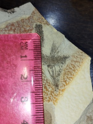 IMG_20241019_202638.jpg (3.92 MiB) Przejrzano 2433 razy IMG_20241019_202638.jpg