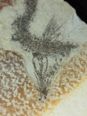 IMG_20241019_202513.jpg (3.4 MiB) Przejrzano 2433 razy IMG_20241019_202513.jpg