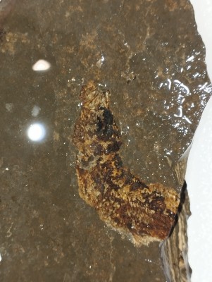 IMG_20241027_153429.jpg (3.23 MiB) Przejrzano 5895 razy IMG_20241027_153429.jpg