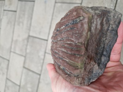 20241104_140318.jpg (1.44 MiB) Przejrzano 7597 razy 20241104_140318.jpg