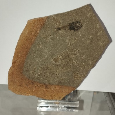 Jerzmanskaephos sobnioviensis