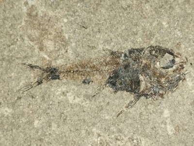 Jerzmanskaephos sobnioviensis