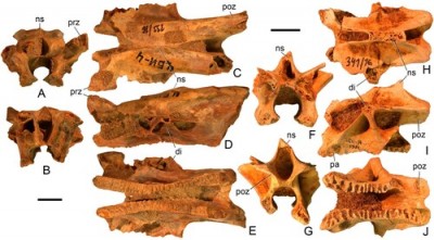 Dzaracursor vertebra.jpg