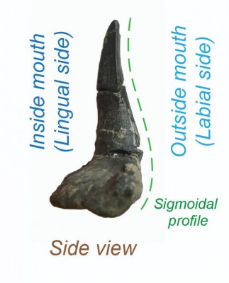 2 Saivodus parts 1003 plate.jpg