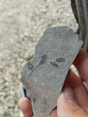 IMG_20250720_194935.jpg (4.69 MiB) Przejrzano 2323 razy IMG_20250720_194935.jpg